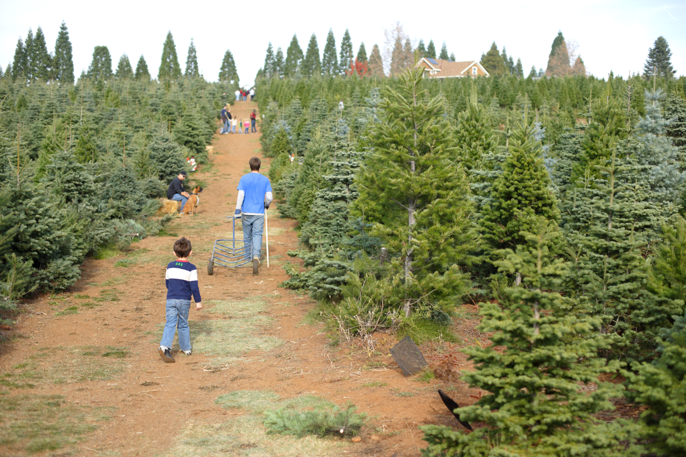 Christmas Tree Care – Fire Prevention and Safety