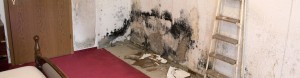 York PA Mold Remediation and Restoration Services